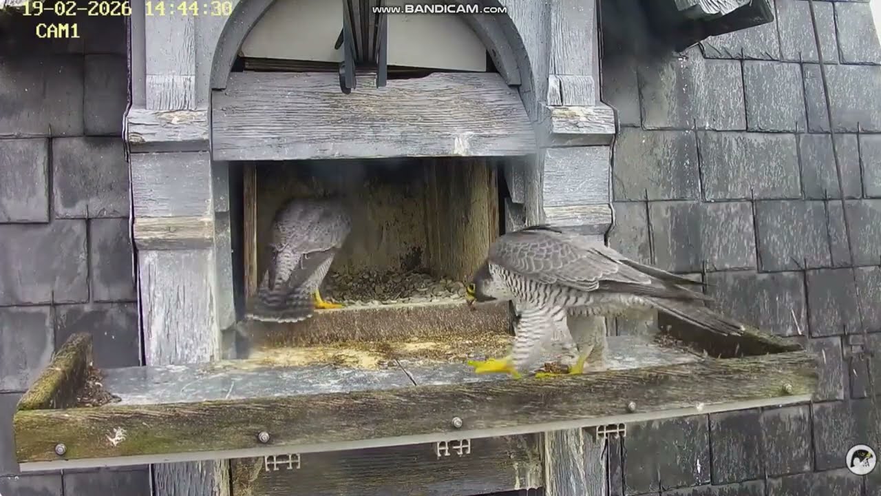Sok&oacute;ł wędrowny Illkirch Graffenstaden (FR) - Bogoss & Dragonia, kr&oacute;tkie spotkanie  2026 02 19
