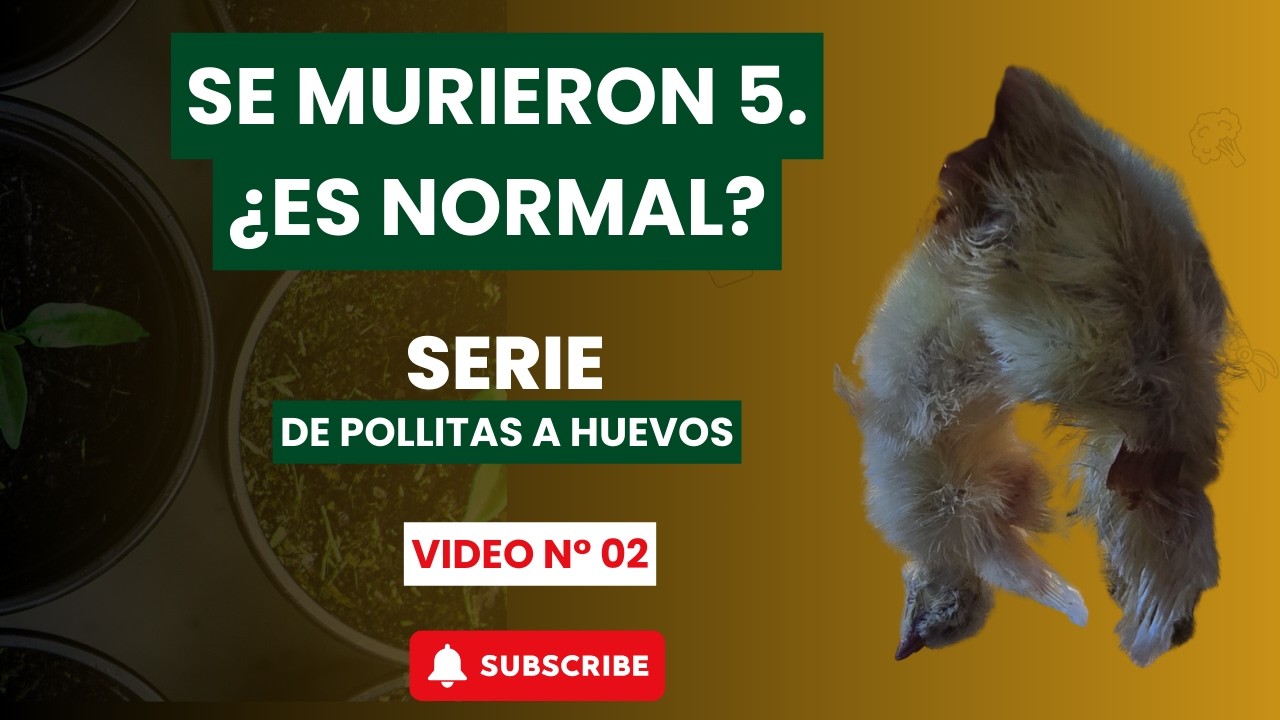 ¿ES NORMAL QUE SE MUERAN LAS POLLITAS? | MORTALIDAD EN LOS PRIMEROS DIAS. DIA N° 02
