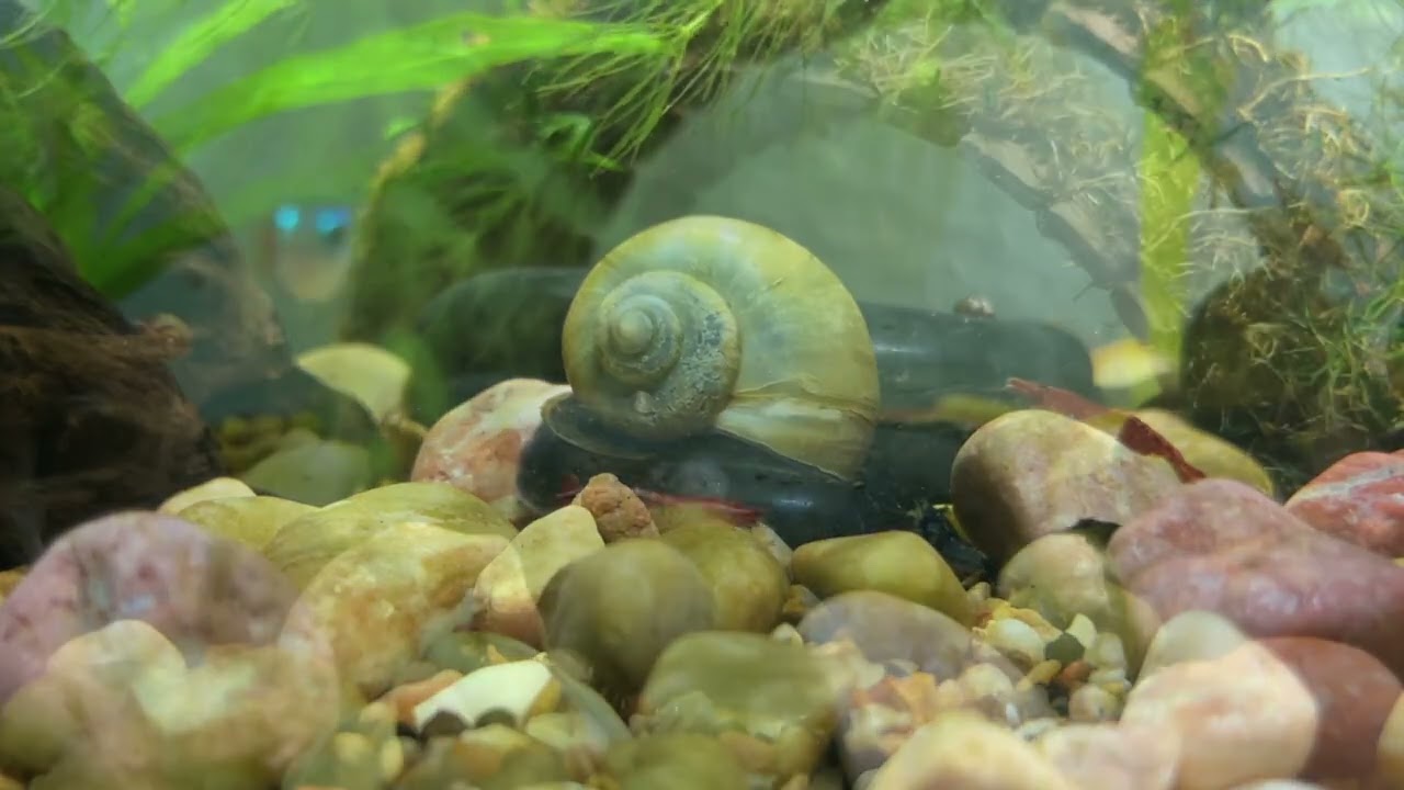 3 minutes of a calming shrimp tank (sped up)