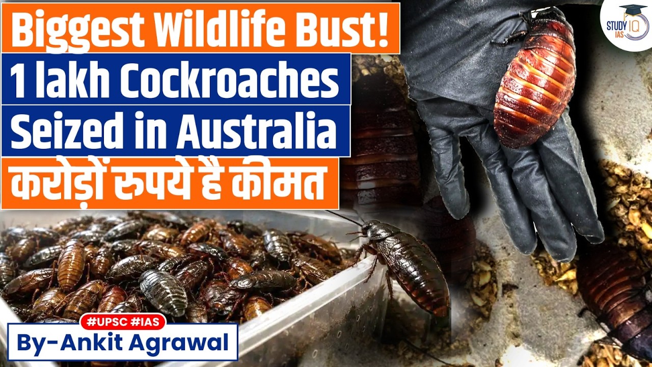 Australia seizes 1 Lakh cockroaches in record bug bust | Ankit Agrawal Study IQ