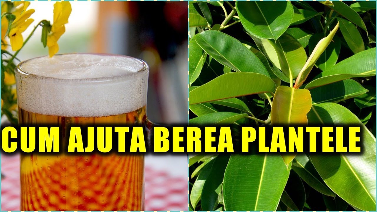 Este buna sau nu berea pentru plante #ingrijireaflorilor