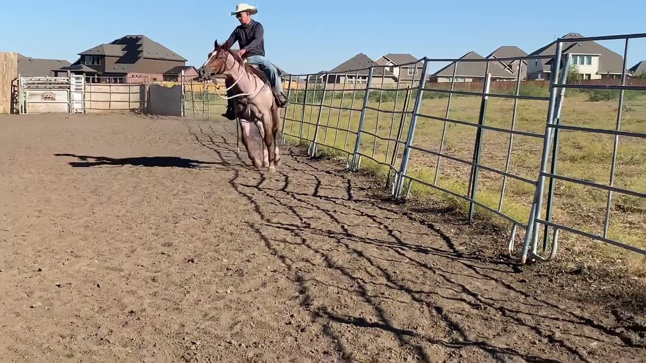 Corrigiendo problemas con caballos que no quieren galopar