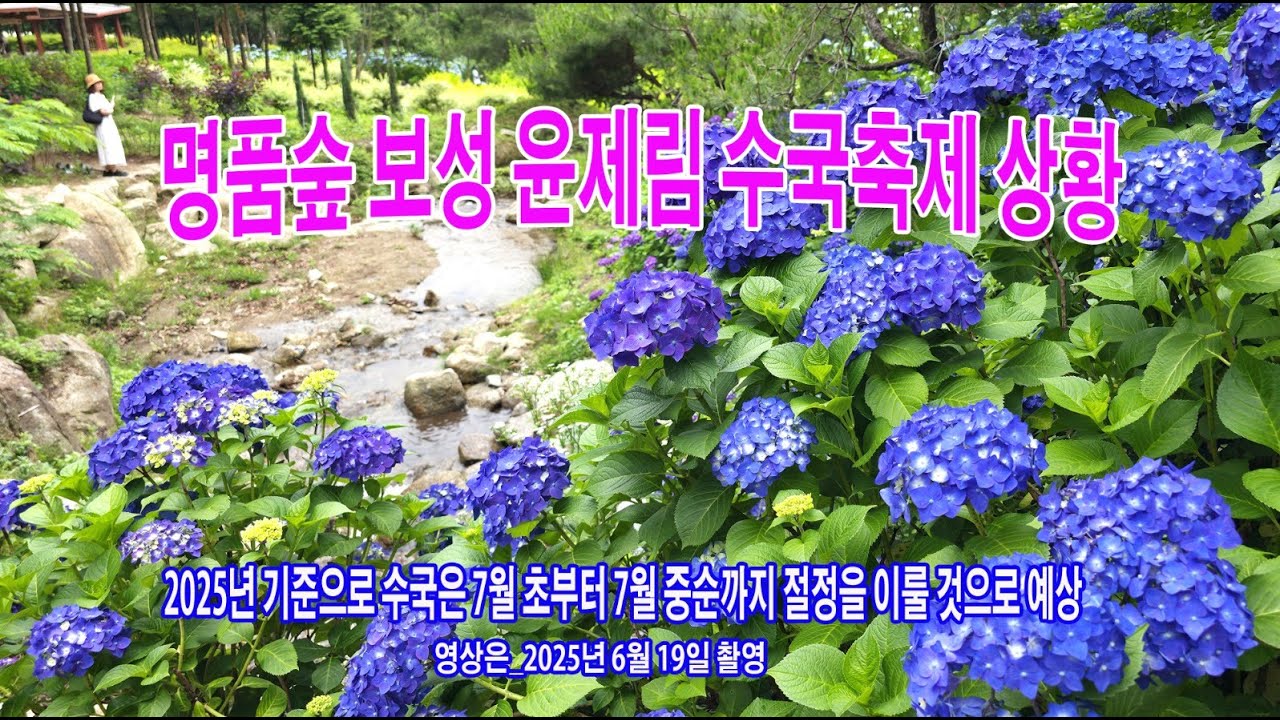 보성 윤제림 수국상황, #보성윤제림수국상황, #수국만개절정기, #보성윤제림수국축제2025, #윤제림수국개화시기, #보성수국명소, #보성여름여행지