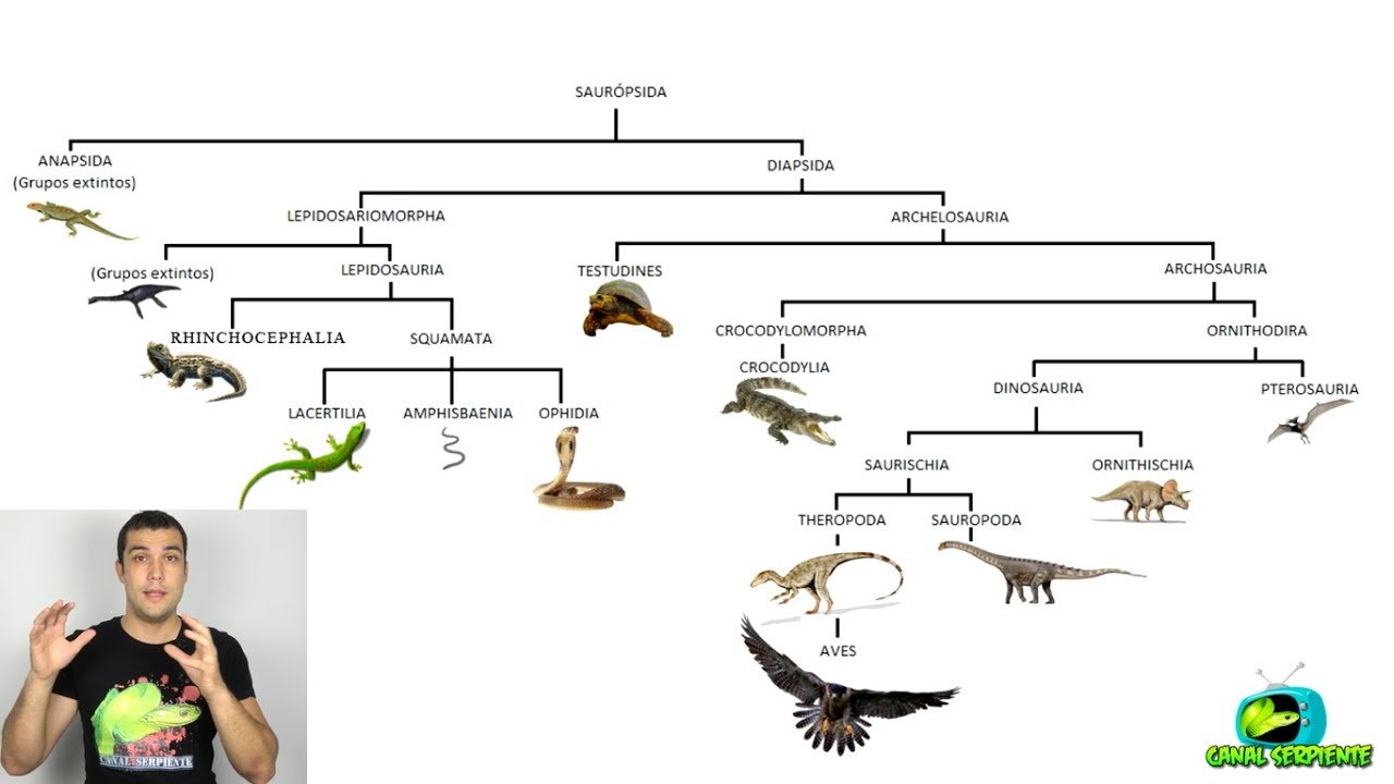 Clasificación de los Reptiles - ¿Cuántos grupos hay?
