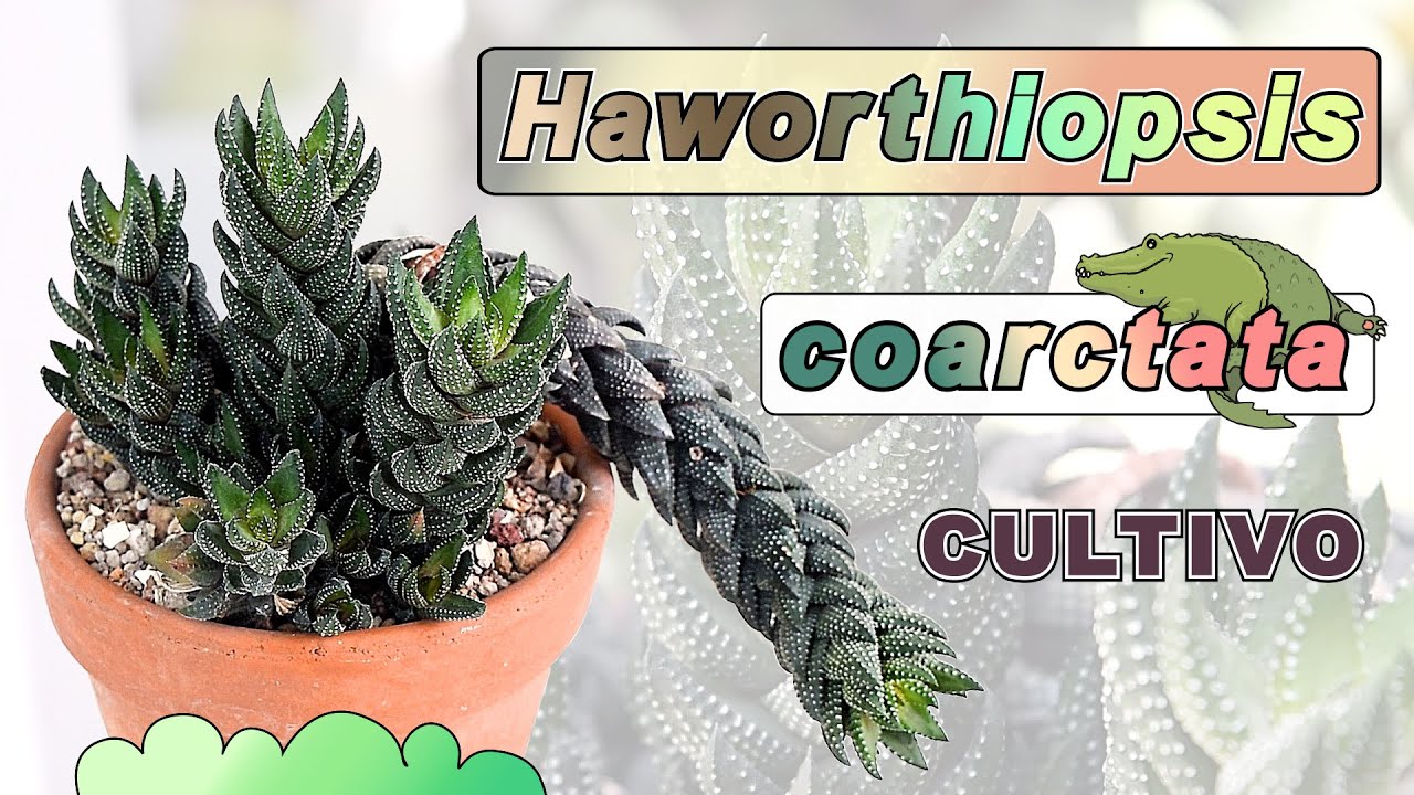 HAWORTHIOPSIS coarctata 🐊| CULTIVO | Iluminación y riego | Cuidados BÁSICOS #haworthia