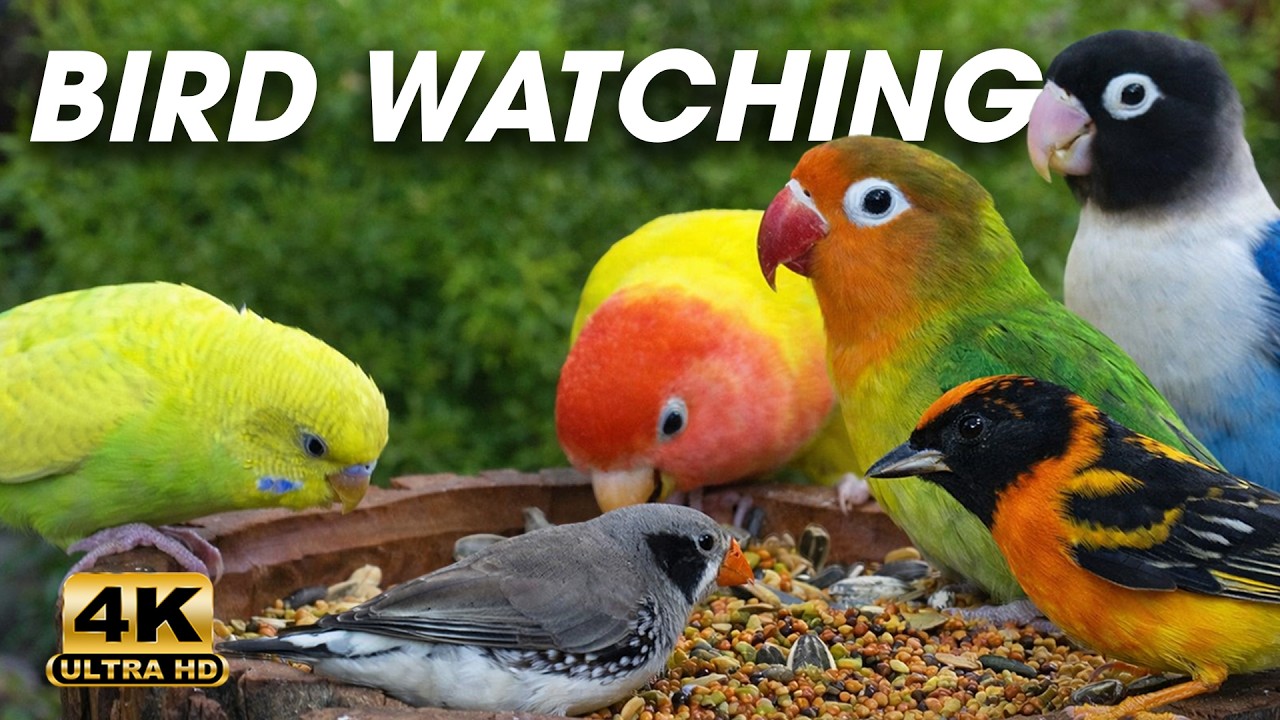 Cat TV All Day 🦜 Tropical Parrots & Cockatiel Eating 🌸 4K UHD