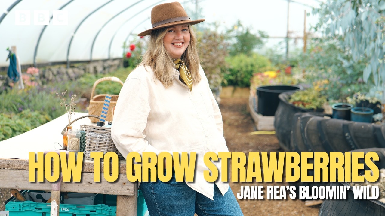 Tips for your strawberries this summer 🍓