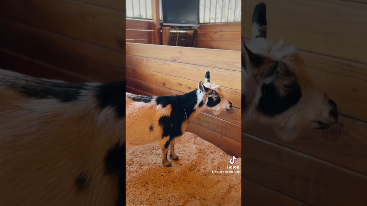 Hazel is in LABOR! #pregnancyupdate #goats #pregnantgoat