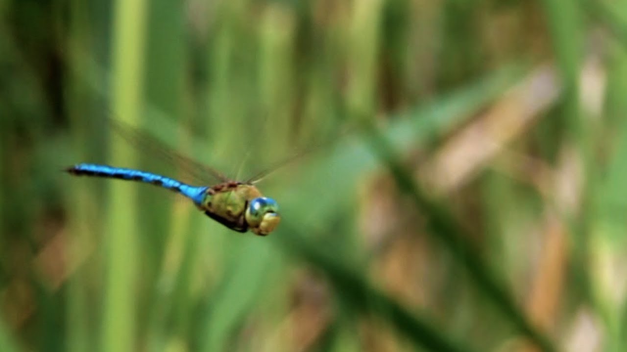 Iraq Marshlands Restored to Glory | BBC Earth Explore