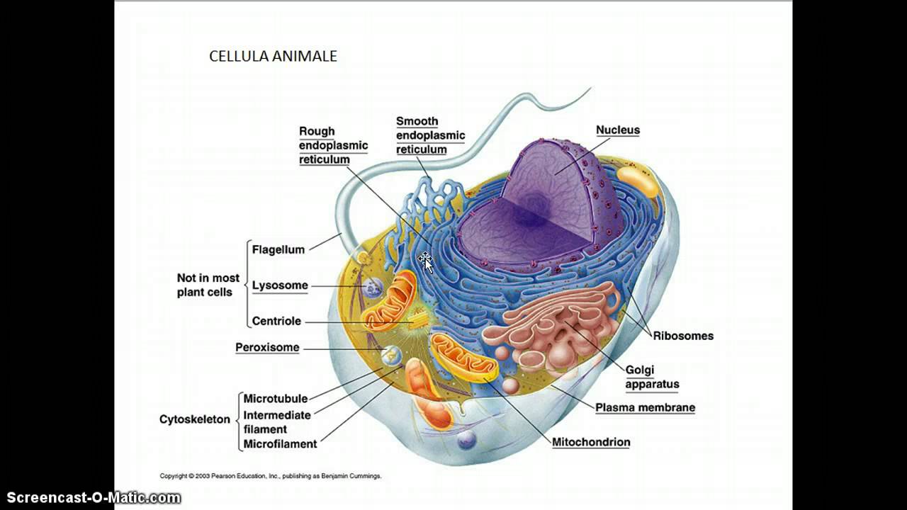 La cellula
