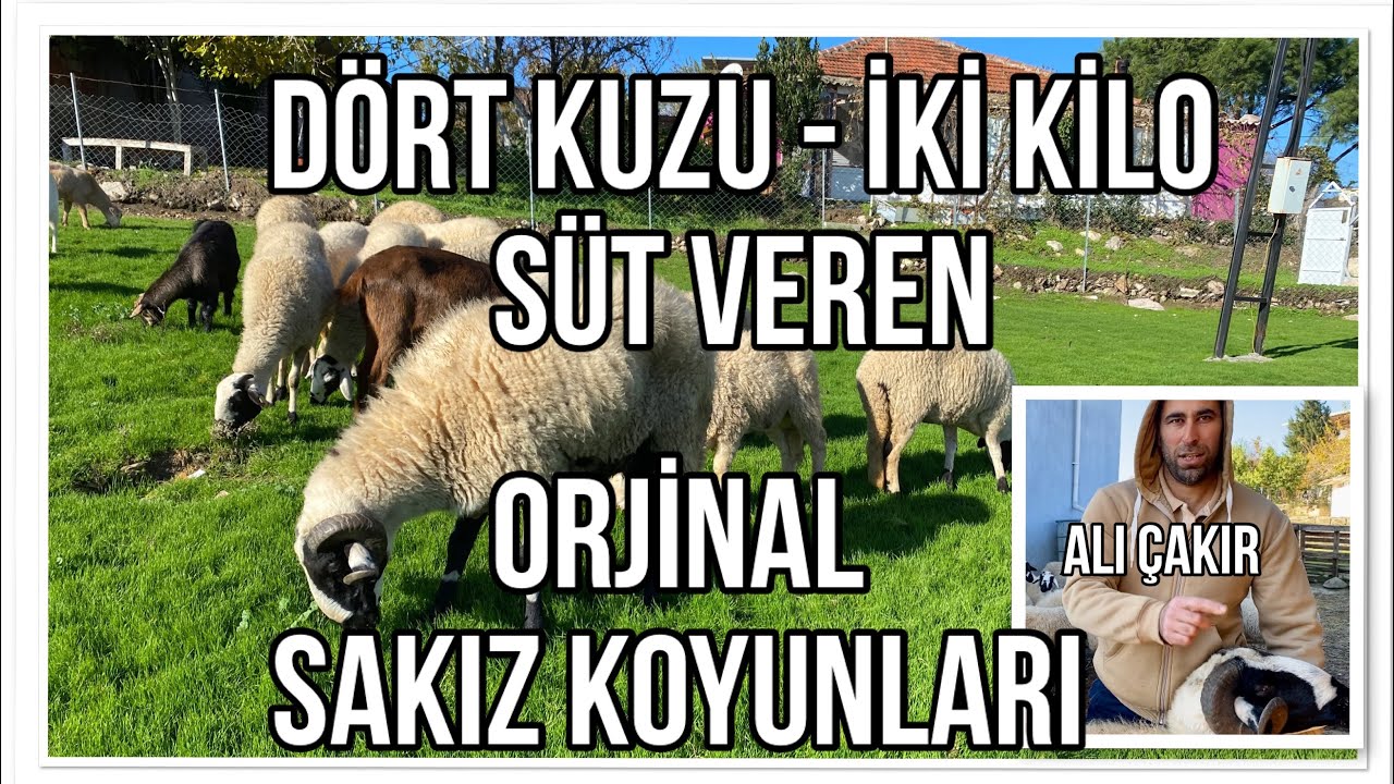 SAF SAKIZ KOYUNLAR DÖRT KUZU - İKİ KİLO SÜT  #sakızkoyun