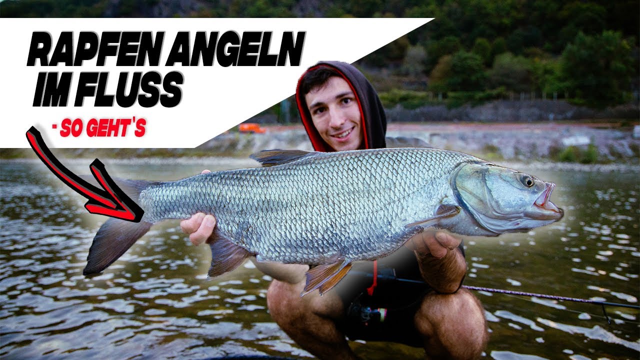 Rapfenangeln LEICHT gemacht! Mit diesen Tipps & Tricks F&Auml;NGST du im FLUSS🎣