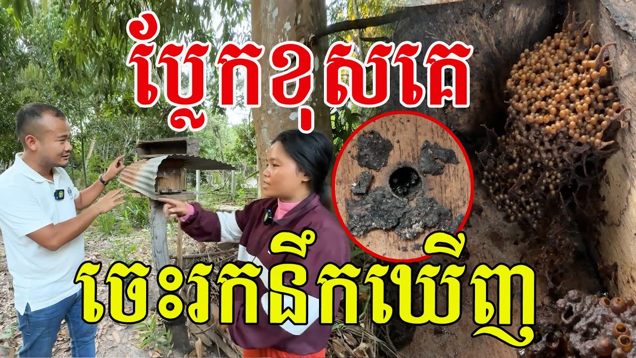 ប្លែកខុសគេ ចេះរកនឹកឃើញ តូចៗតែផ្អែមឈ្ងុយ