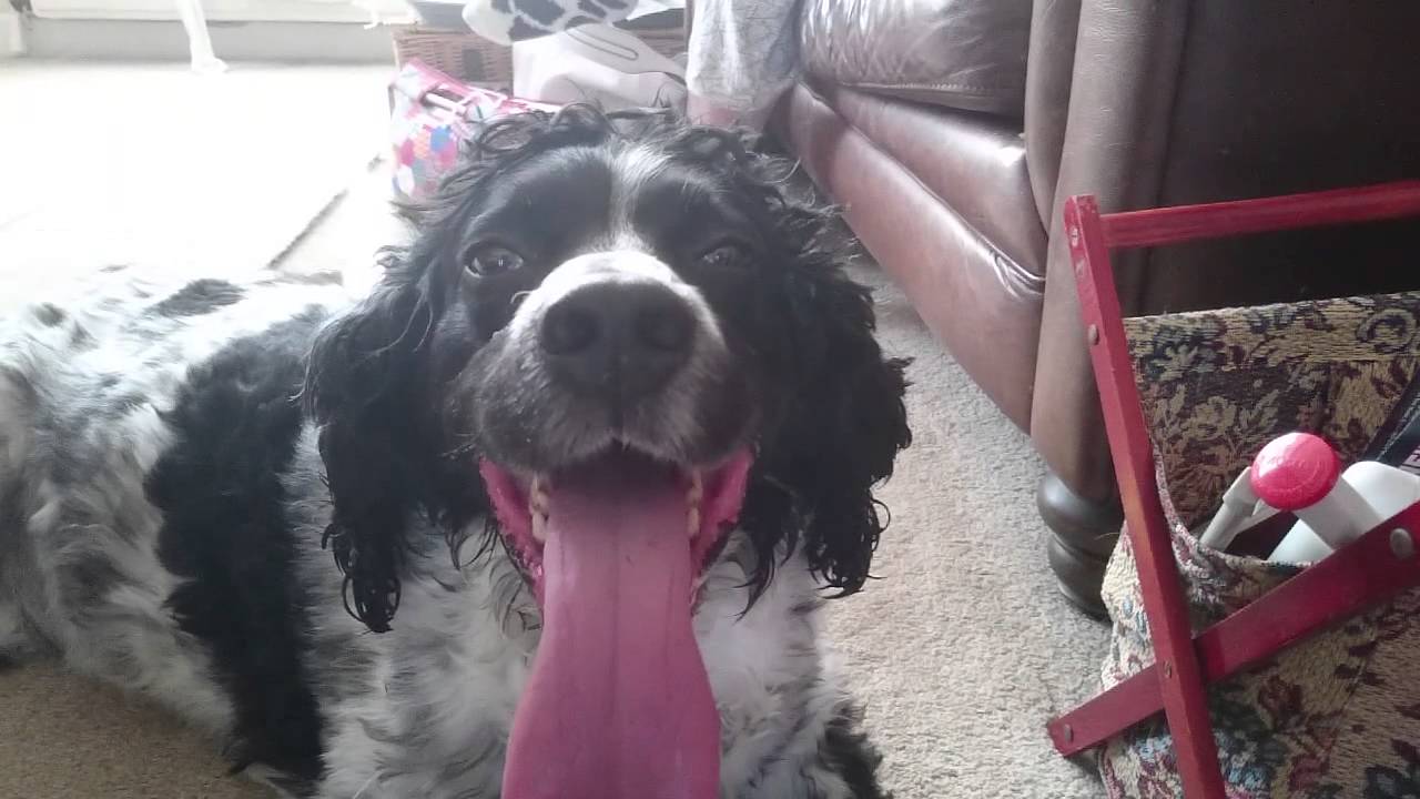 Panting dog slow motion