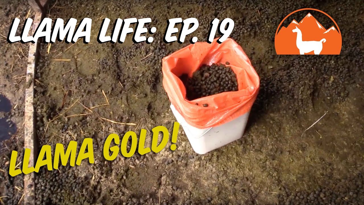 Llama Gold! - Ep.19 - Llama Life