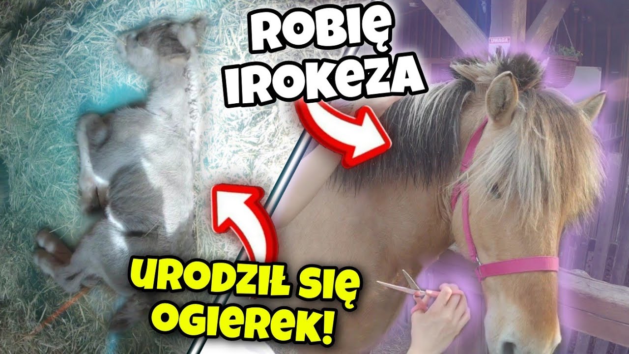 NOWO NARODZONY ŹREBAK W STAJNI PODOLIN! Wielkie mycie koni i sprzętu!