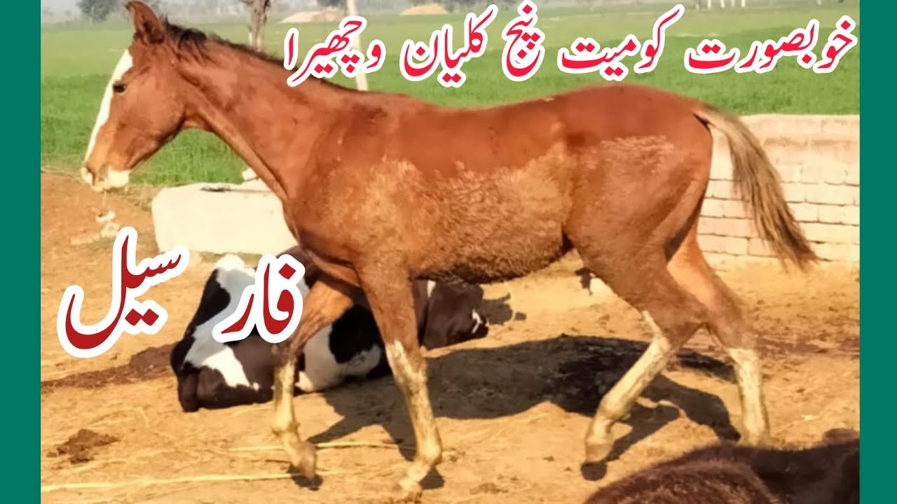 komat panj kalian wachara for sale||horse for sale in pakistan #viralvideo