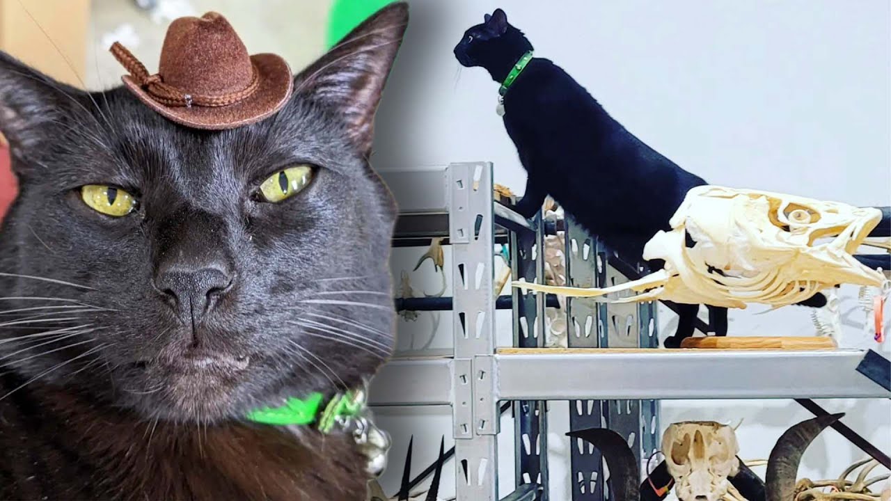 Meet Tiktok Star Sir Indiana Bones, a Museum’s Famous Cat