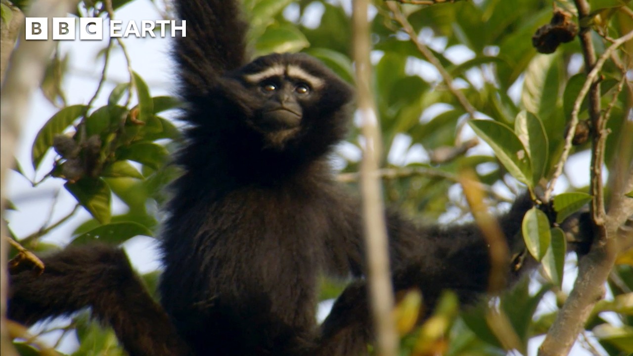The Hidden Paradise of India's Mountain Wilderness | Hidden India | BBC Earth