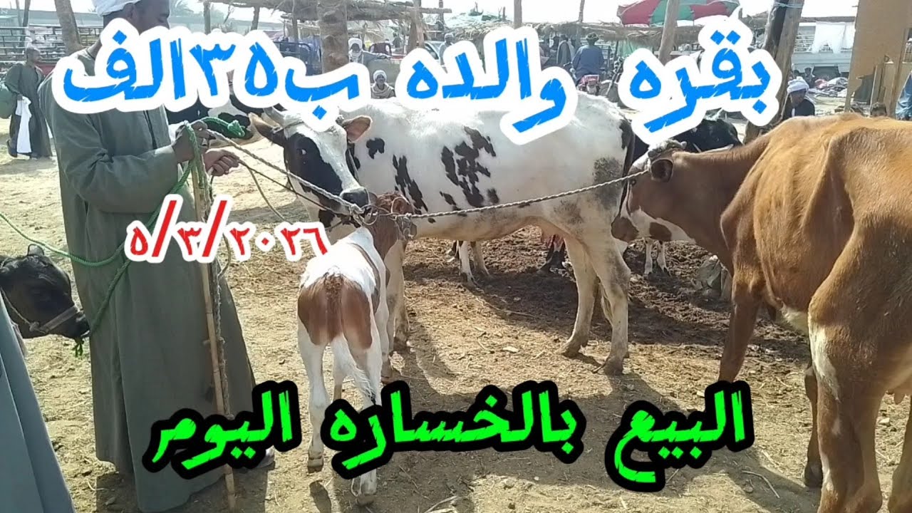 #اسعارالبقرالوالد ببلاش داخل سوق كوم امبو ٥/٣