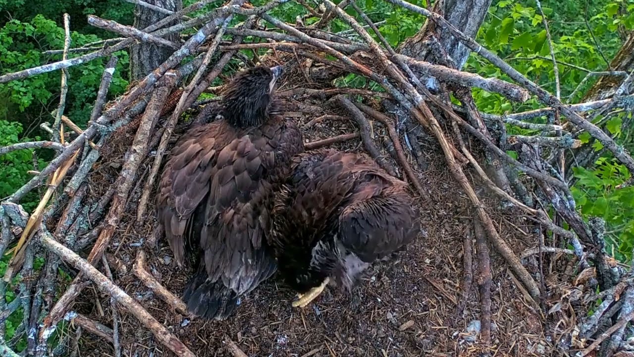EP#504 #baldeagle Review birds in nest with nature #birdslovers #birdsounds #birdsnest #wildbirds