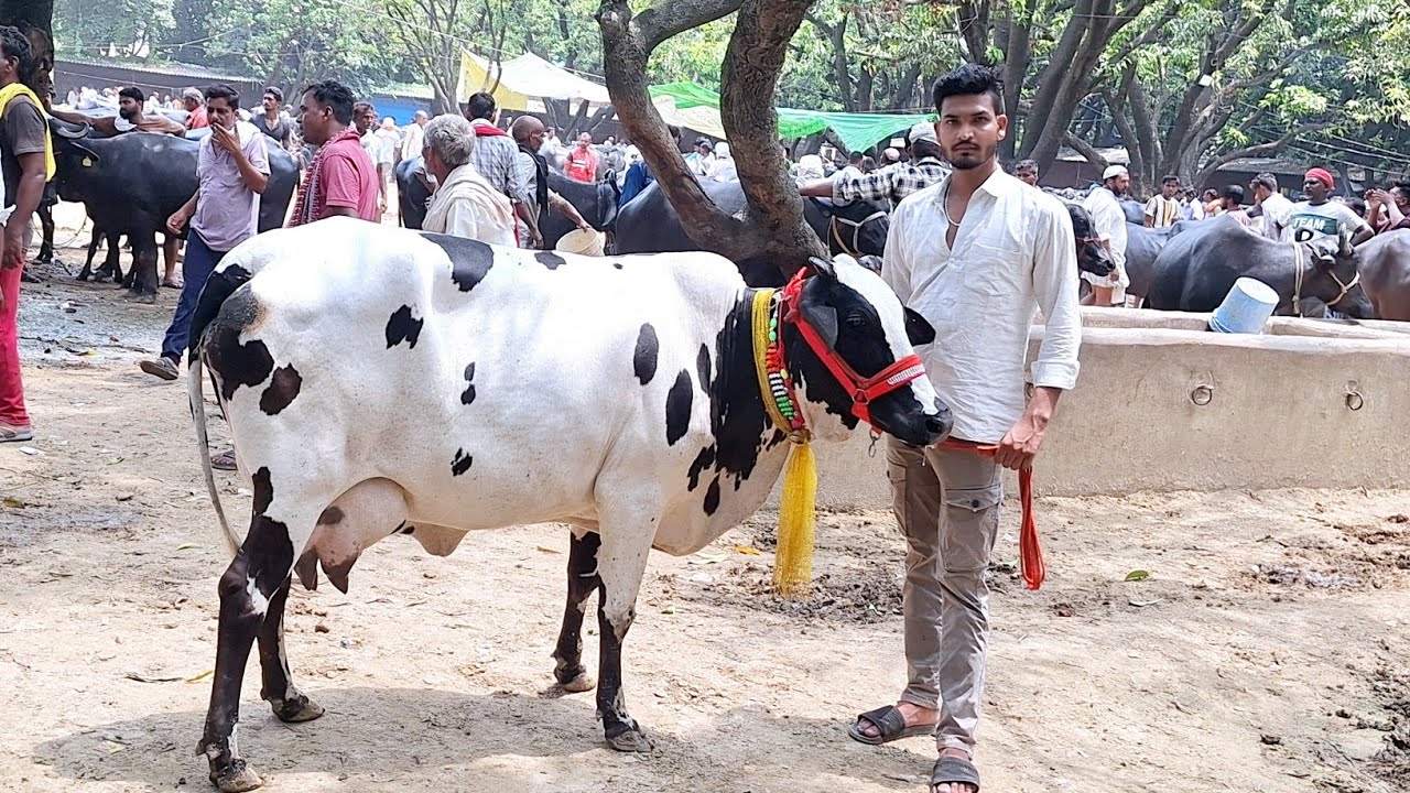 👌🎋 देखिए कालू भाई डेयरी फार्म लखनऊ में टाॅप साहीवाल व क्रास ब्रीड उपलब्ध || kalu bhai dairy farm