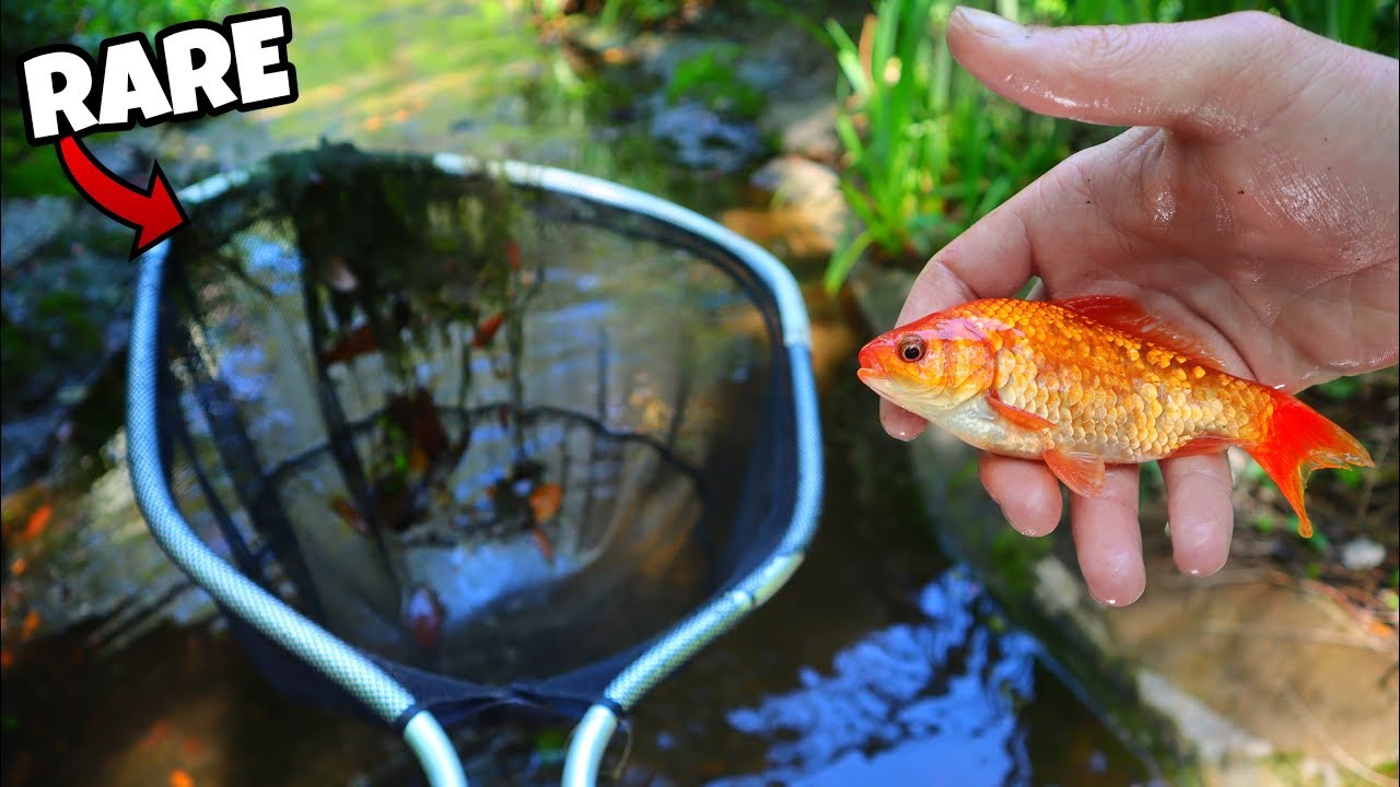Rescuing RARE Goldfish From $4,000,000 HOME!?