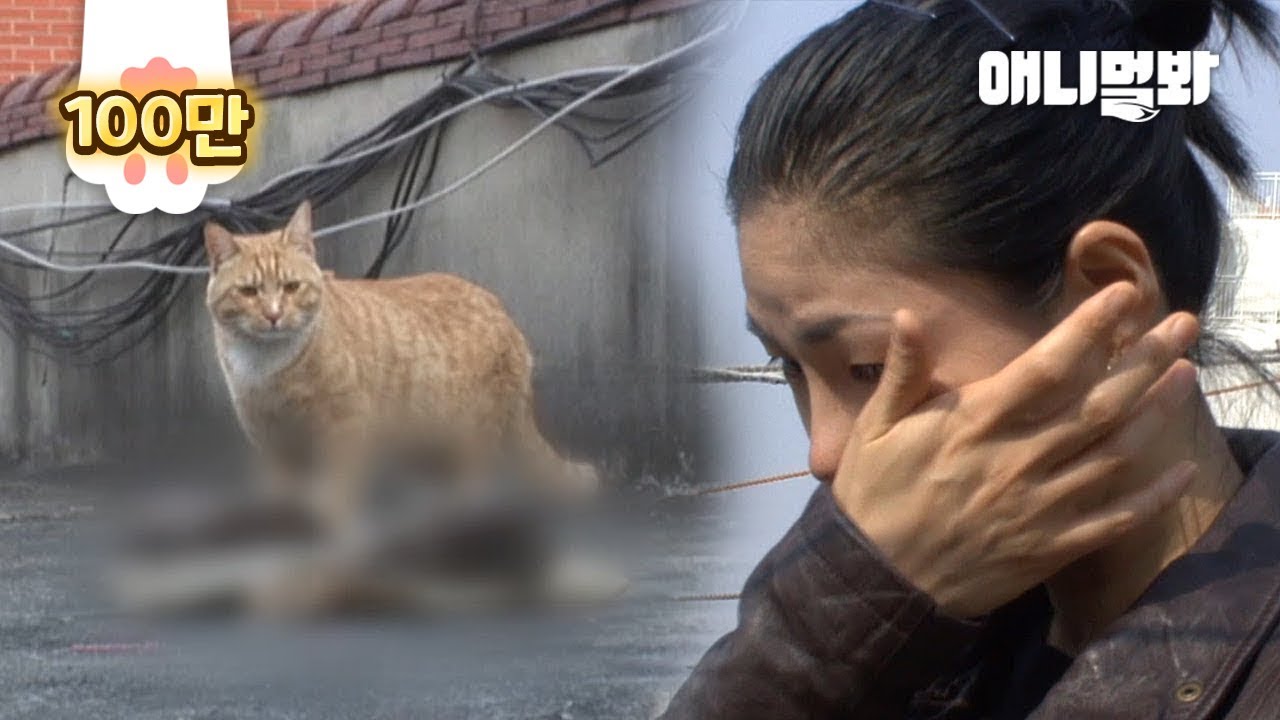 Кошка остается возле мертвых котят всю ночь напролет каждый день