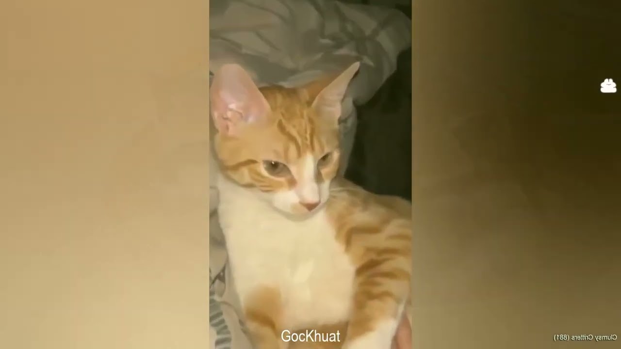 You Laugh You Lose 😹🐶 Funniest Cats and Dogs 2026 🤖 Part #01