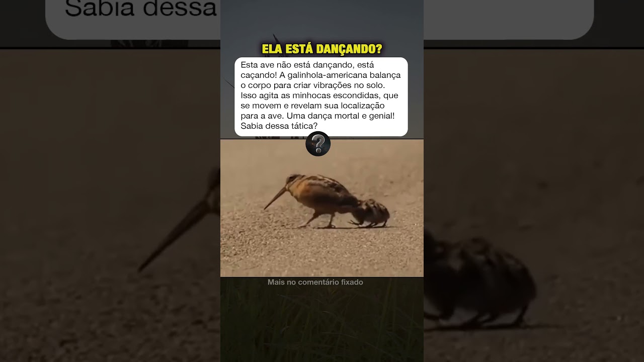 Por Que Essa Ave Dan&ccedil;a? #curiosidades #mist&eacute;rios