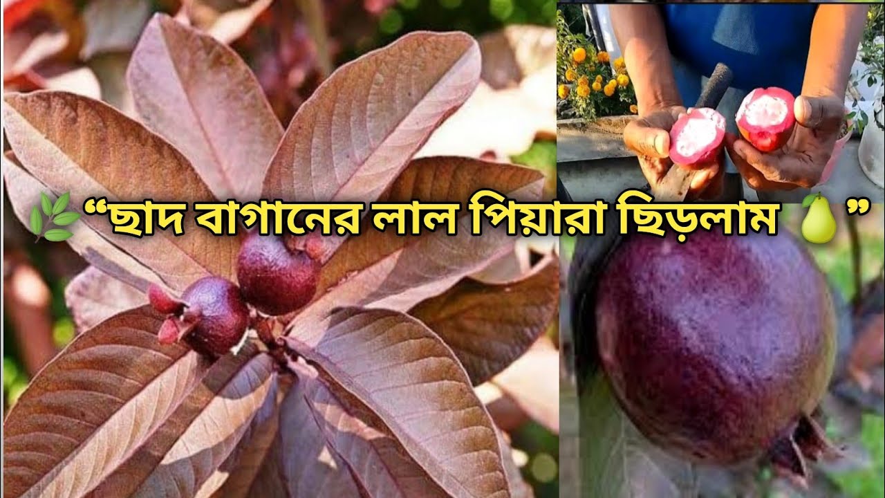 সখের ছাদ বাগান থেকে আজ কি কি ফল পেলাম, 😍