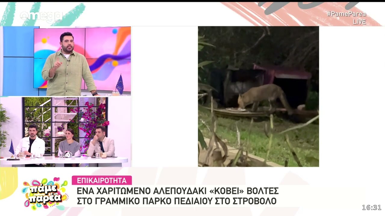 Χαριτωμένο αλεπουδάκι «κόβει» βόλτες στο Γραμμικό Πάρκο Πεδιαίου στον Στρόβολο