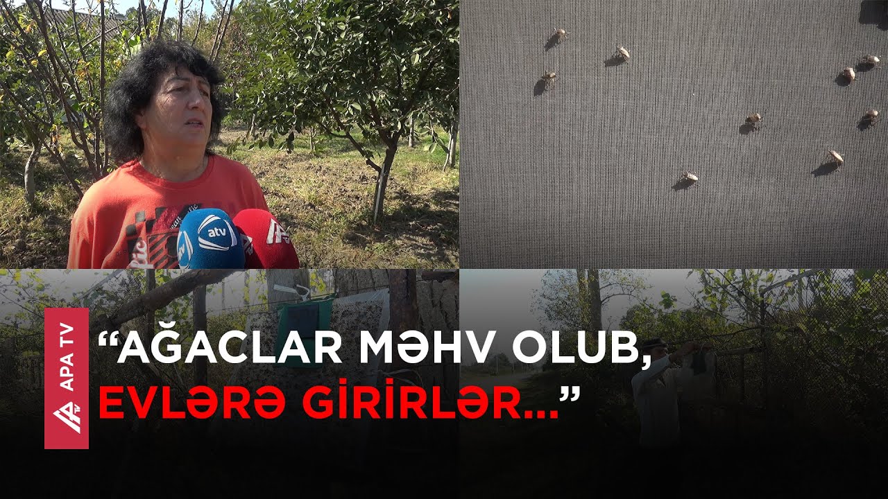 Xaçmazda təhlükəli böcəklər yayılıb, sakinlər narahatdır -APA TV