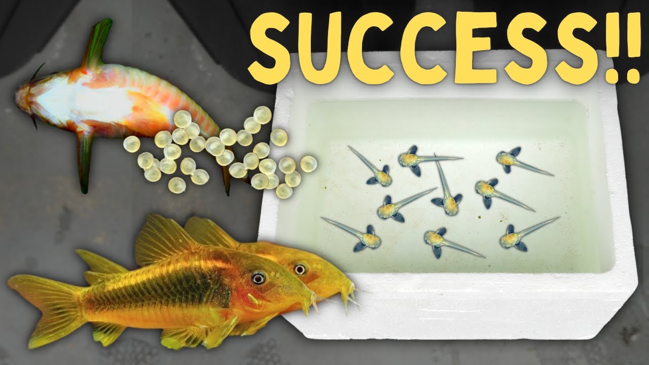 Breeding GOLD LASER CORYDORAS - Over 100 Fry!