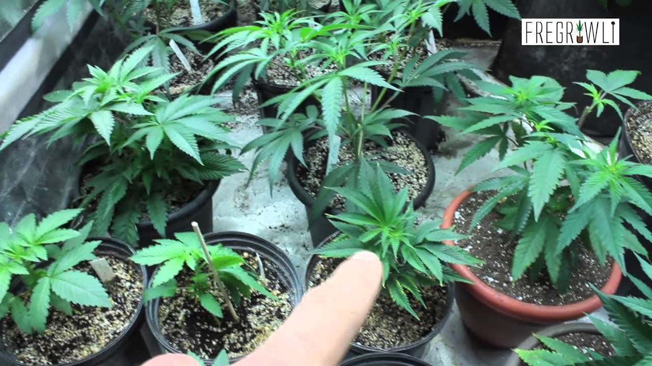 Veg Tent Update #5 - 24k Gold Seedlings + What's U