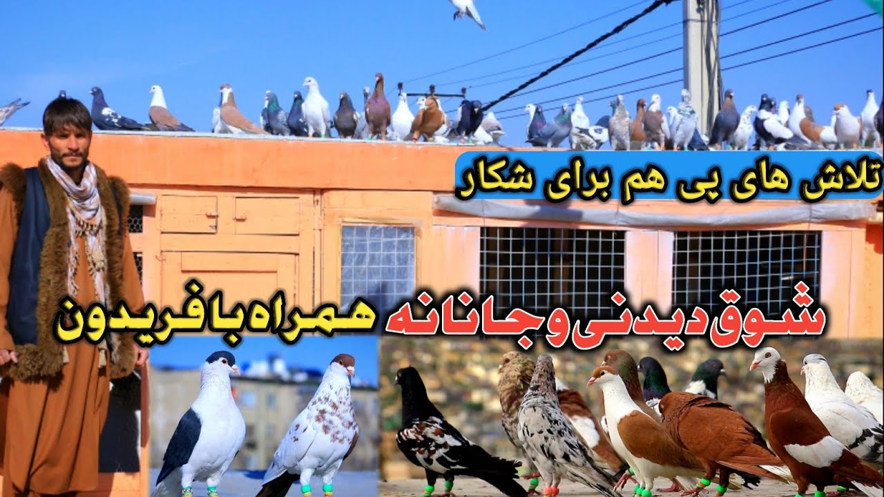 تلاش‌ برای شکار | شوق دیدنی و جانانه همراه با فریدون | Kabul Beautiful and fancy pigeons 