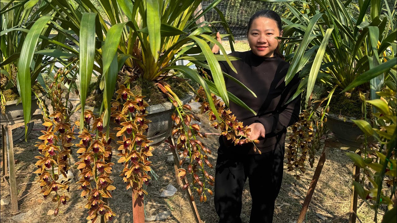 (15/1) EM HUYỀN LAI CHÂU BÁN PHONG LAN RỪNG THUẦN 0855402333