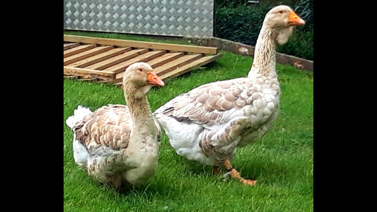 Buff dewlap toulouse geese