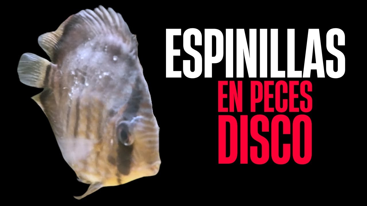 Consecuencias por caída de PH en ACUARIO 