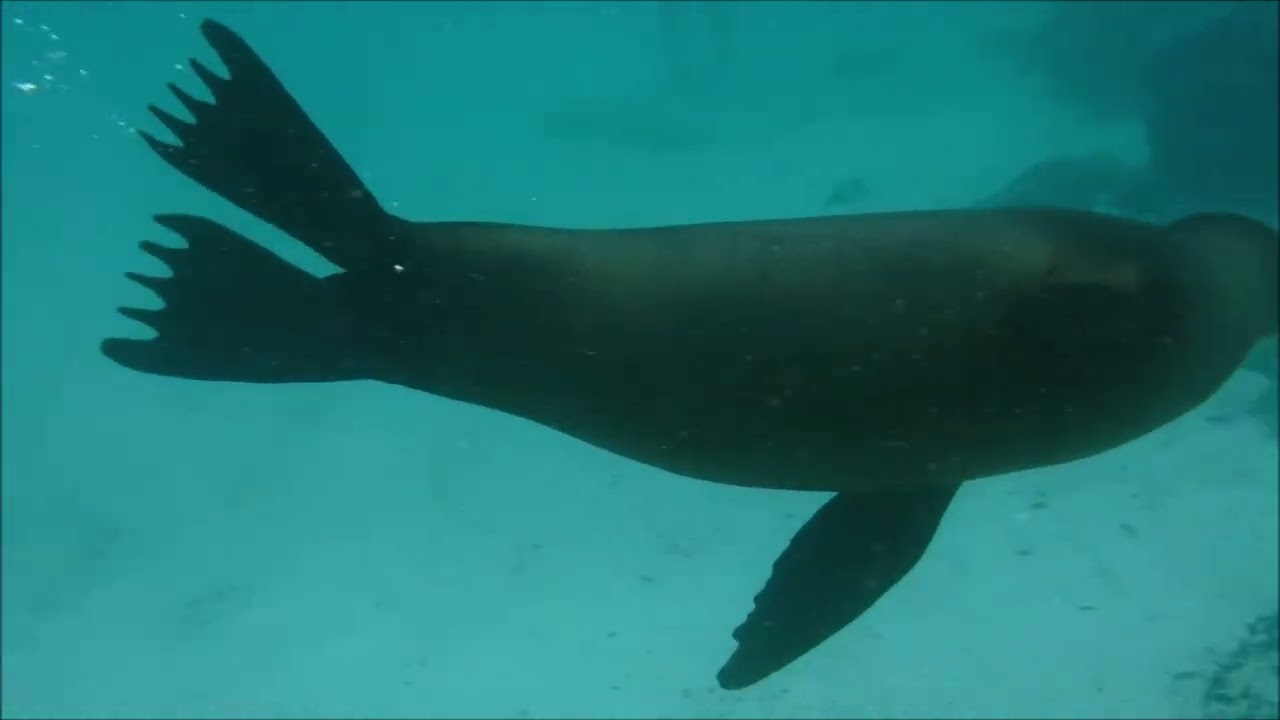 Bienvenido a Galapagos