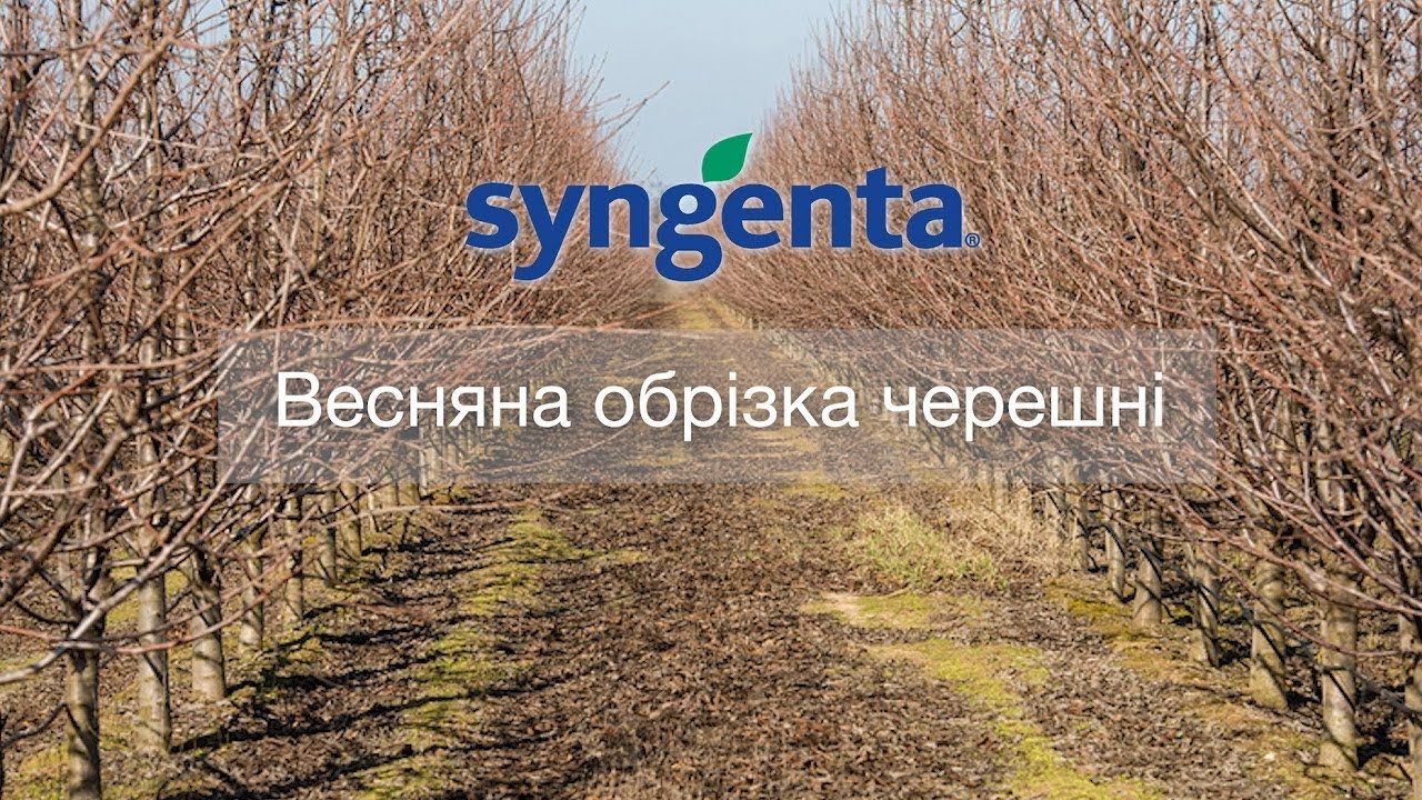 Весняна обрізка черешні, ДП АФ «Білозерський»