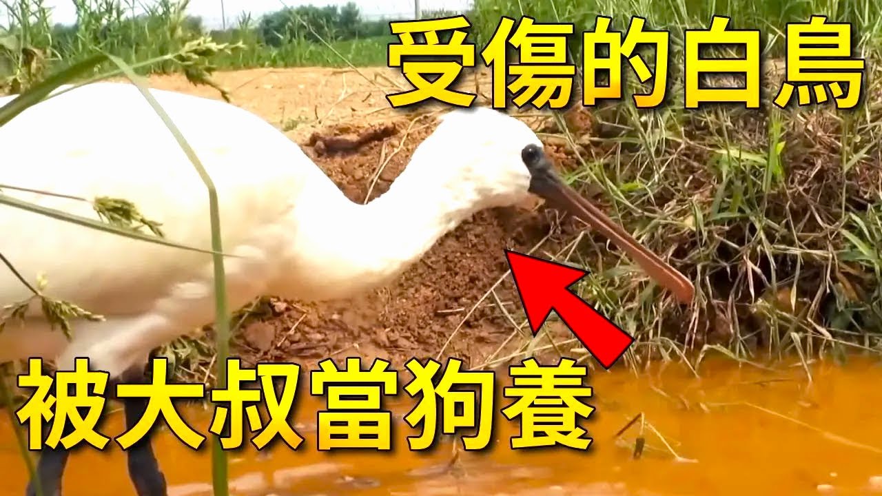 叔叔在野外捡到一只奇特的白鸟，照顾它长大后，它居然不走了，这么有灵性不输仙鹤【小奶狗观影】