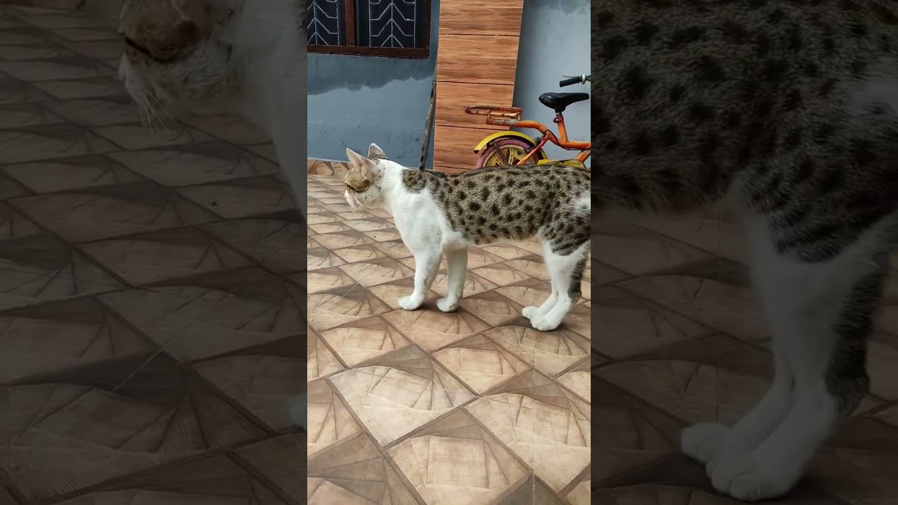 Triman Kaur with his cute Cat 