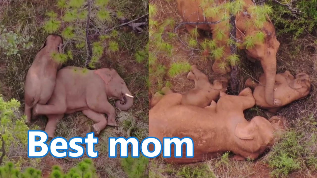 Mother and baby elephants: Wandering Asian elephants in Yunnan, China. | 母象和幼象：中國雲南的流浪亞洲象。