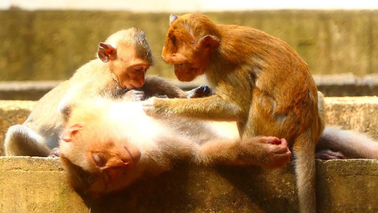 Warm grooming that Dawn and Dora gave to their Queen Savanna just relax
