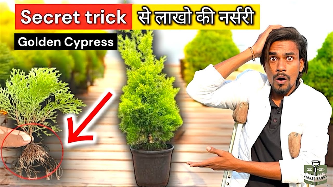Secret trick से लाखो की नर्सरी | Golden Cypress Nursery: Secret Trick to Earn Lakhs! 💸