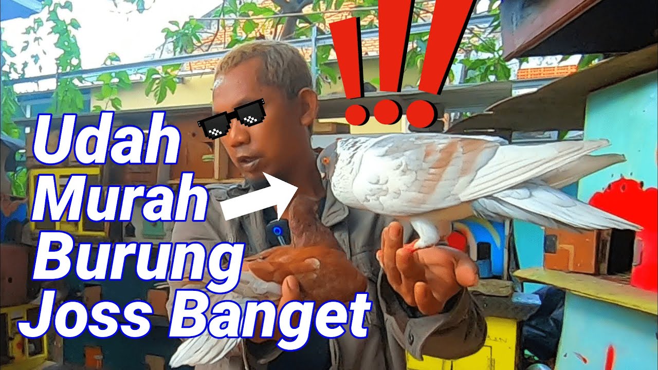 Edan.. Harga Merpati 90 ribu, Buruan Serbu !! Kapan Lagi ? Iya nggak
