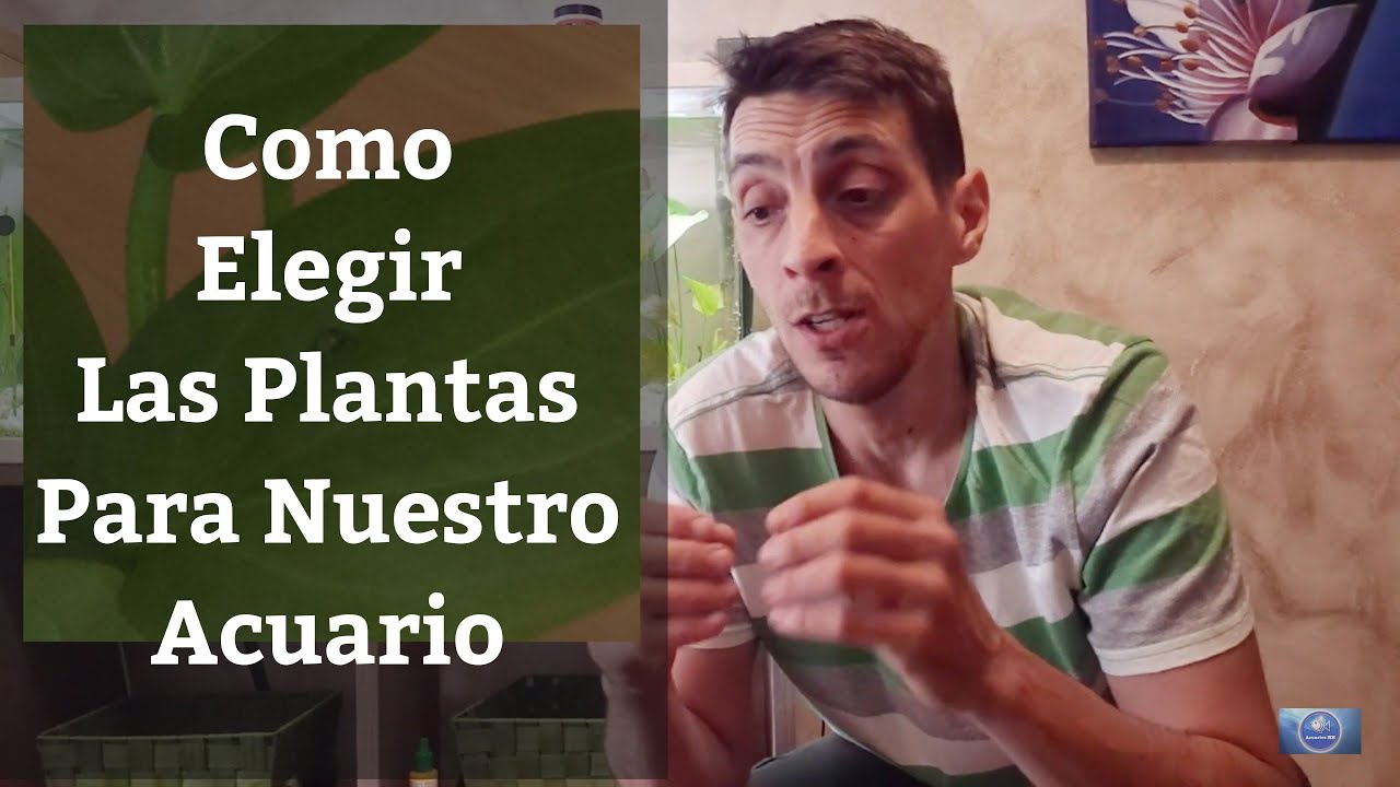 🔵 Cómo Elegir tus Plantas De Acuario, Guía Básica Del Acuario Plantado 1x2 (Acuarios MB)