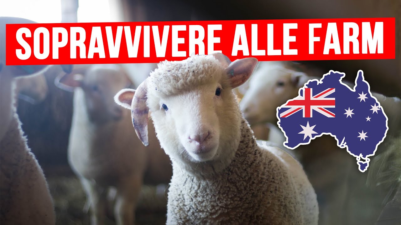 Australia 🇦🇺 : lavorare in farm
