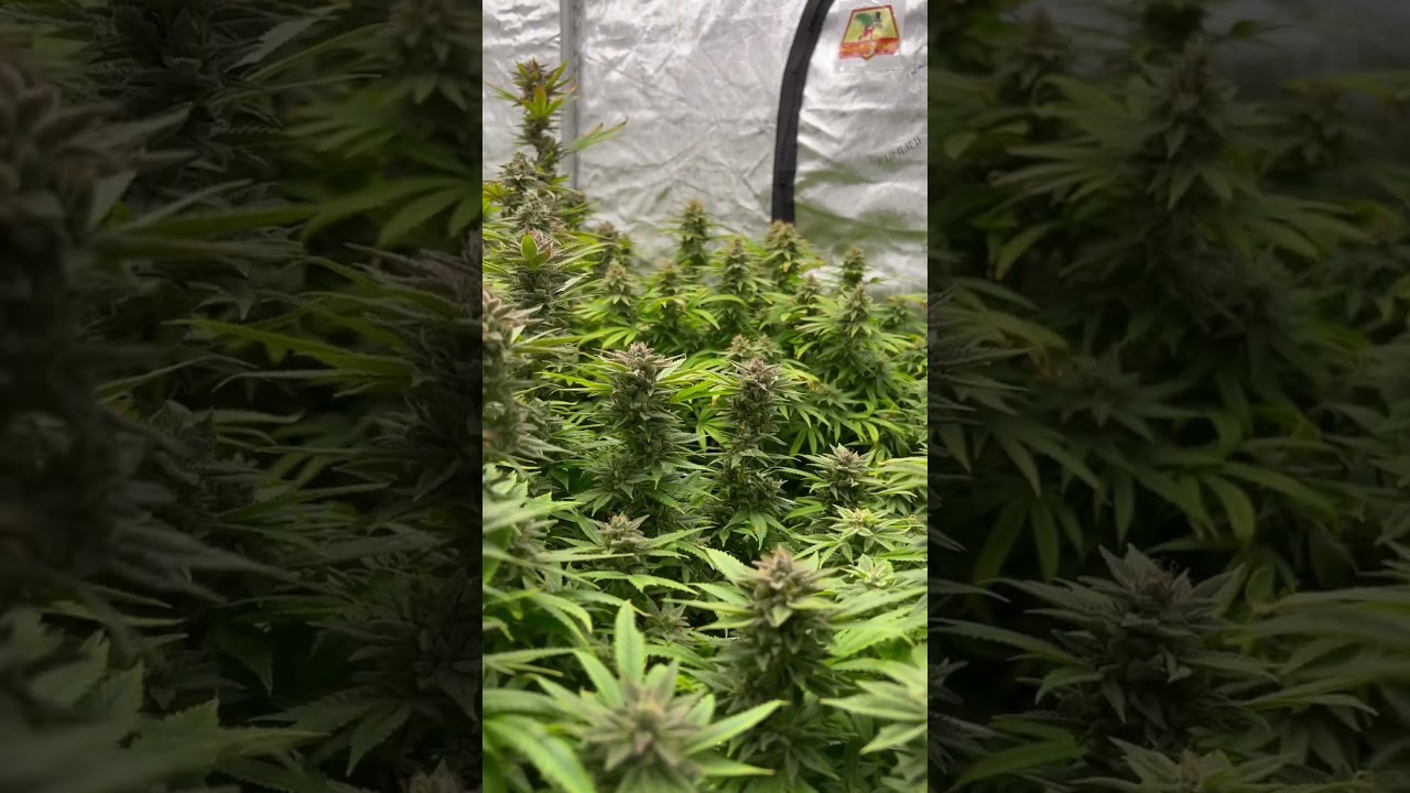 😎 🔥Harvest time🔥😎